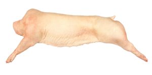 Svinjska polovica s kožo, SI